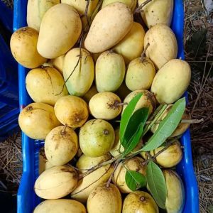 ১০ কেজি কাটিমন আম